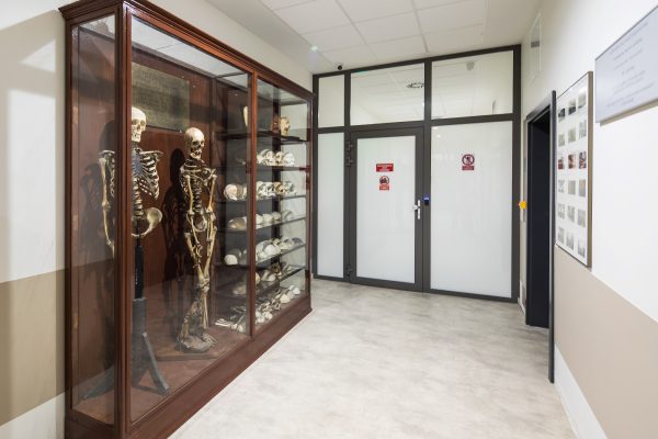 Collegium Humanum - anatomy exhibition